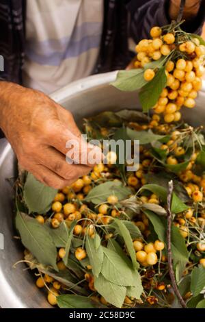 Le mani di un uomo di fattoria appendono ciliegie multicolore sull'uva Foto Stock