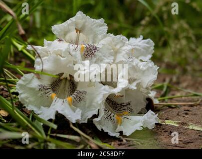 Catalpa Tree Flower Blossoms, Catalpa speciosa, a Speedwell Forge Park, Lancaster, Pennsylvania, durante l'estate Foto Stock
