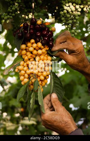 Le mani di un uomo di fattoria appendono ciliegie multicolore sull'uva Foto Stock