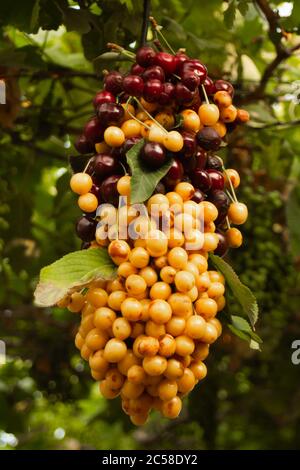 Ciliegie multicolore stronate su un bastone appeso all'uva Foto Stock