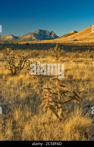 Cactus Cholla a prati di montagna a dente di sega con neve al sorgere del sole in inverno nelle montagne di Davis, Texas, Stati Uniti d'America Foto Stock