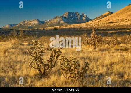 Cholla cactus in erba con Sawtooth Mountain coperta di neve in inverno a Davis Mountains, Texas, Stati Uniti Foto Stock