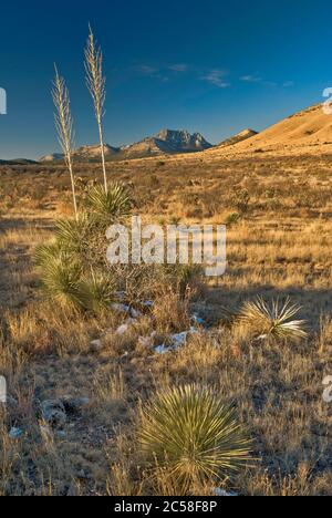 Piante di Sotol in prateria con Sawtooth Mountain coperta di neve in inverno a Davis Mountains, Texas, USA Foto Stock
