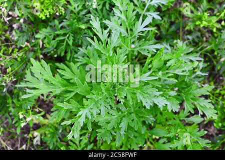 Cespugli ragweed. Arbusti di Ambrosia artemisifolia che causano reazioni allergiche. Giovane cespuglio non hanno ancora fiorito ambrosia. Primo piano. Messa a fuoco selettiva. Foto Stock