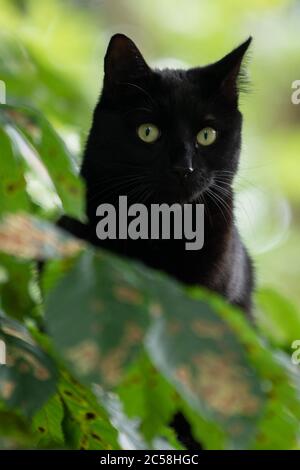 Closeup di gatto nero con occhi verdi che si nascondono dietro le foglie di un castagno Foto Stock