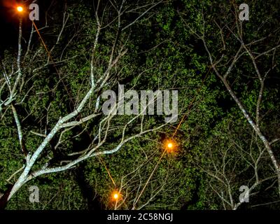 illuminazione sulla lampada sul cavo sotto la grande pioggia Foto Stock