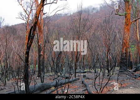 Bush danno al fuoco peggiore nella memoria vivente Snowy Mountains regione NSW Australia Foto Stock