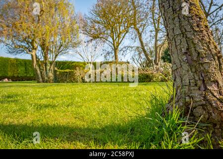 Piano terra, fuoco poco profondo di maturo, Pear Tree che mostra i dettagli della sua corteccia intemperie. Situato in un grande e ben tenuto giardino. Foto Stock