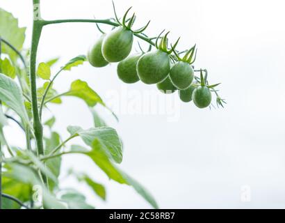 Grupe di pomodoro dell'uva impiccato sulla vite Foto Stock