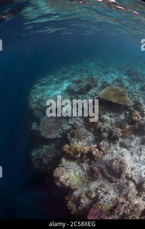 Reef con coralli duri, Scleractinia Order, sul bordo del reef con dropoff, Sipadan Island, Sabah, Malesia, Celebes Sea Foto Stock