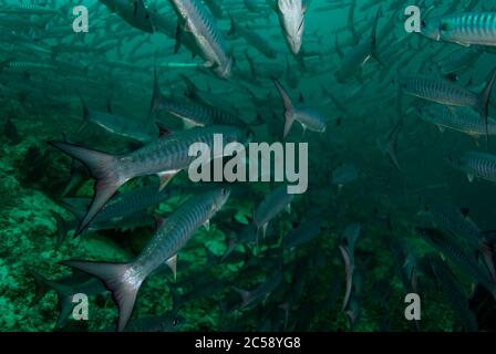 Scuola di Blackfin Barracuda, Sphyraena qenie, Barracuda Point sito di immersione, isola Sipadan, Sabah, Malesia, Celebes Mare Foto Stock