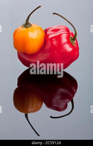habanero giallo piccolo su peperoncino rosso più grande habanero su superficie riflettente Foto Stock