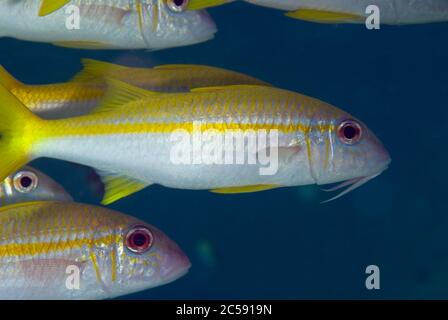 Pesce gatto giallo, Mulloidichthys vanicolensis, Turtle Cave Dive Site, Sipadan Island, Sabah, Malesia, Celebes Sea Foto Stock