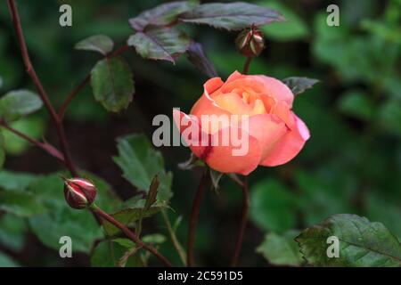 Fioritura mandarino-arancio rosa inglese in giardino in una giornata di sole. Rose Lady Emma Hamilton Foto Stock