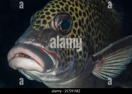 Sweetlips, Plectorhinchus chaetodonoides, Barracuda Point, isola di Sipadan, Sabah, Malesia, Celebes Sea Foto Stock