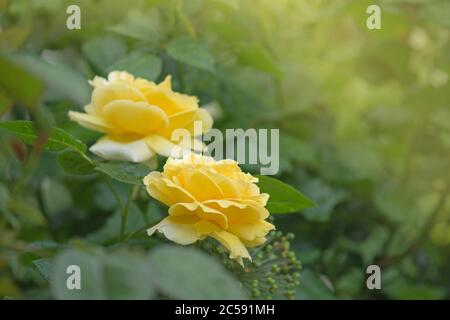 Rose gialle nel giardino. Rosa inglese gialla. Primo piano in fiore rosa gialla Foto Stock