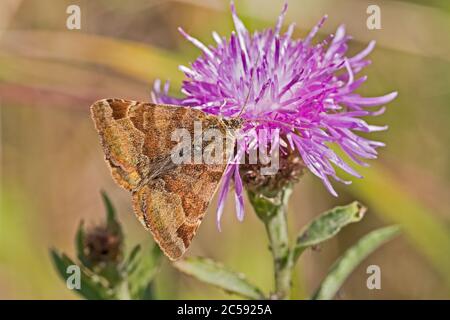 Una falena Burnett Companion di giorno-flying, (Euclidia glyphica,) che si nutra su mutapore. Foto Stock