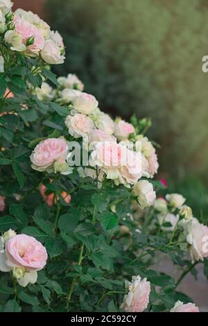 Rosa rosa con foglie verdi in serra. Eden roze fiore Foto Stock