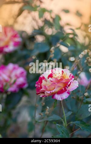 Tè ibrido a strisce giallo e rosso Claude Monet. Claude Monet rose Foto Stock