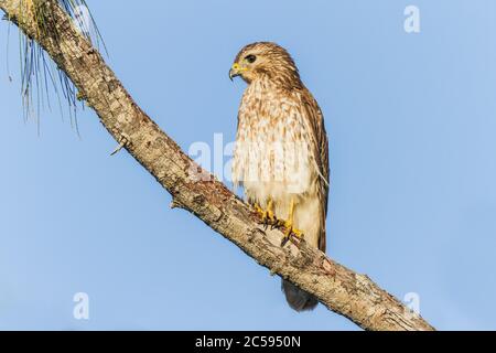 Un falco a spalla rossa (Buteo lineatus) appollaiato in un albero Foto Stock