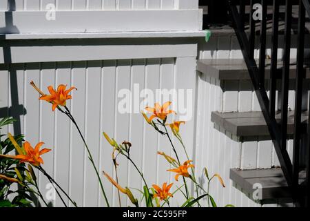 Arance daylilies (Hemerocallis fulva) e gemme che si estendono in alto di fronte ad un portico bianco e gradini in un giardino di Glebe, Ottawa, Ontario, Canada. Foto Stock