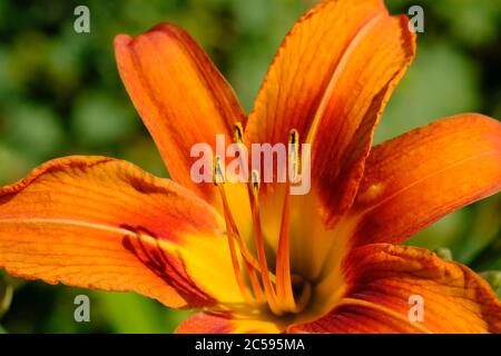 Primo piano di un singolo giglio arancione (Hemerocallis fulva) che illumina il sole del tardo pomeriggio in un giardino Glebe, Ottawa, Ontario, Canada. Foto Stock