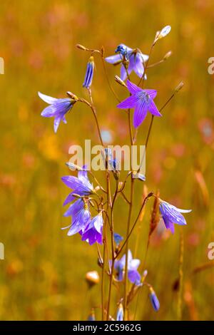 fiori multicolore sulla pianura verde in una bella giornata estiva Foto Stock