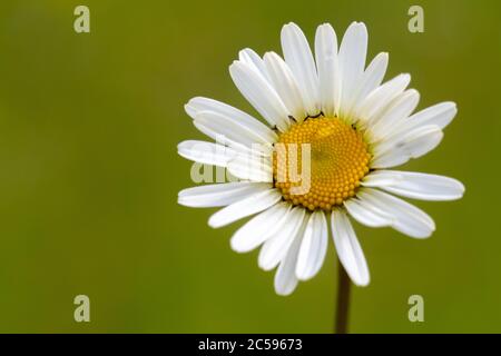 fiori multicolore sulla pianura verde in una bella giornata estiva Foto Stock