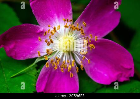 fiori multicolore sulla pianura verde in una bella giornata estiva Foto Stock