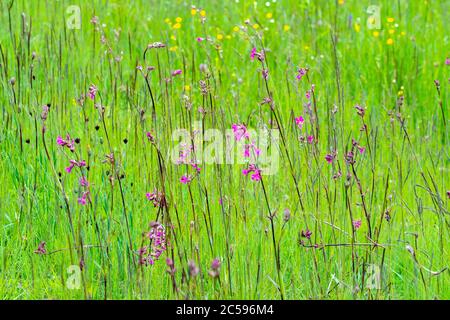 fiori multicolore sulla pianura verde in una bella giornata estiva Foto Stock