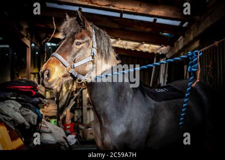 Vista dettagliata di un cavallo tethered al suo blocco stabile. Visto con luce calda che mette in evidenza la testa, il cavallo è visto in una sezione coperta stabile. Foto Stock