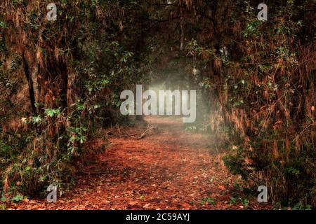 Misterioso percorso nel bosco, passaggio oscuro attraverso la foresta con luce alla fine del tunnel, foresta incantata di fiabe, sfondo mistero Foto Stock