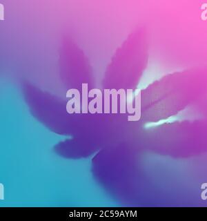 Ombra di colore brillante della marijuana in foglie su sfondo sfocato blu alla moda rosa. Disposizione piatta. Concetto minimo con foglia. Sfocato. Foto Stock