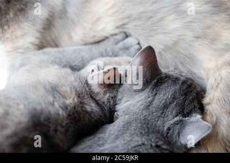 Gattini che bevono latte dalla mamma a casa Foto Stock