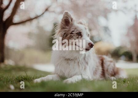 Red Merel bordo Collie Puppy Foto Stock