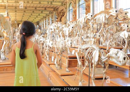 Francia, Parigi, Jardin des Plantes, Museo Nazionale di Storia Naturale (MNHN), la galleria di Paleontologia e Anatomia comparativa Foto Stock