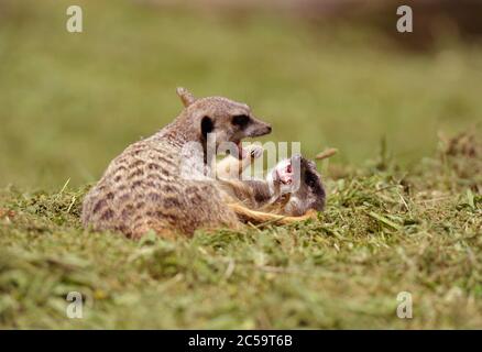 I giovani Meerkat giocano combattendo Foto Stock