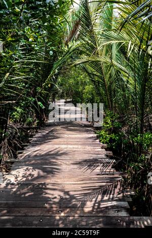 Chek Jawa Trail, Pulau Ubin, Singapore Foto Stock