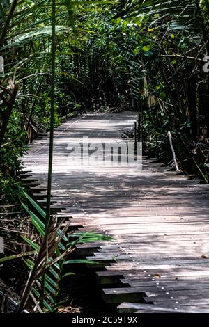 Chek Jawa Trail, Pulau Ubin, Singapore Foto Stock