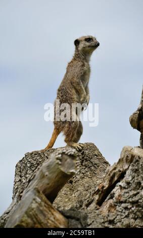 Meerkat su lookout Foto Stock