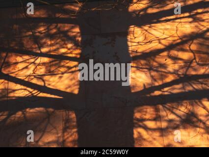 ombre di alberi sulle tende delle finestre all'alba Foto Stock