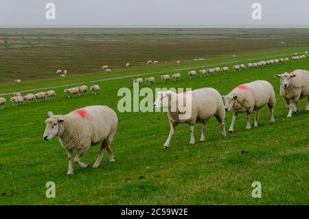 Pecora (pecora testelare) su una diga vicino a Westerhever in Frisia del Nord, Schleswig-Holstein, Germania Foto Stock