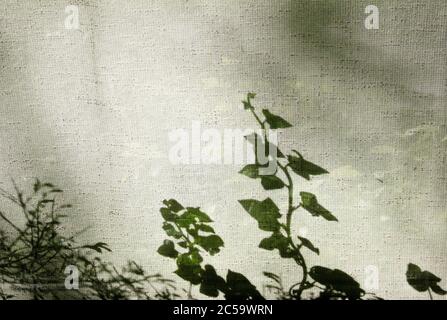 le piante striscianti si ombreggiano sulla tenda della finestra Foto Stock
