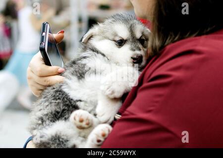 Cucciolo grigio malamuto sulle mani femminili Foto Stock