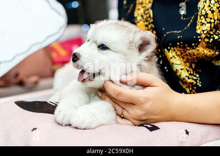 Malamute cucciolo tra le braccia di una donna Foto Stock