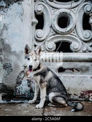 Cane amichevole per le strade di l'Avana, Cuba, Caraibi Foto Stock