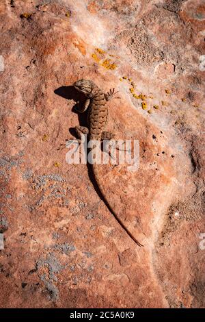 Eastern Fence Lizard si abbronzerà sul pavimento del deserto dello Utah all'interno del Canyonlands National Park Foto Stock