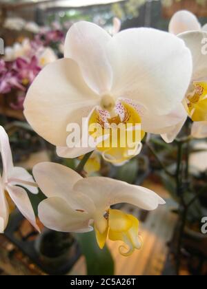 Colpo verticale di un orchidea di falma bianca in vaso sotto il luce solare con sfondo sfocato Foto Stock