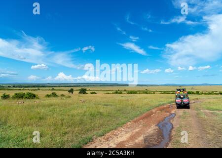 Ghepardo (Achinonyx jubatus). Turisti in un veicolo safari in un safari guardando un gruppo di ghepardi, Masai Mara National Reserve, Kenya, Africa Foto Stock