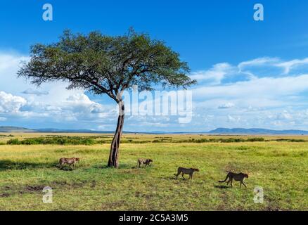 Ghepardo (Achinonyx jubatus). Gruppo di ghepardi nella Riserva Nazionale Masai Mara, Kenya, Africa Foto Stock